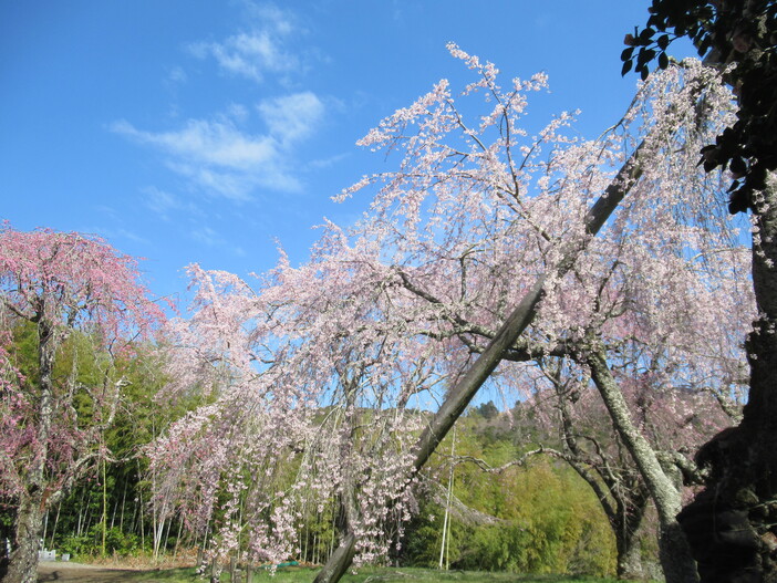 【静岡県伊豆市】法泉寺しだれ桜開花情報（2026年3月25日更新）