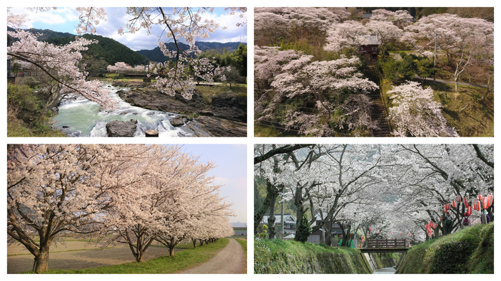 【2026】兵庫県丹波市の桜名所6選！雲海・桜トンネル・山城…個性豊かな春の絶景めぐり