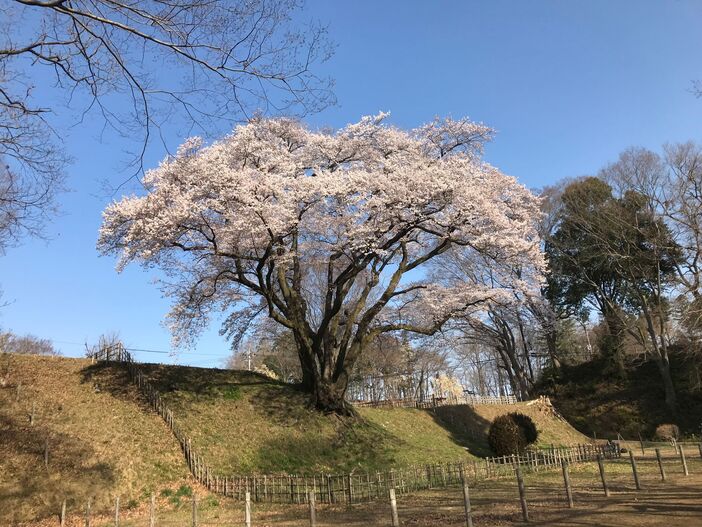 鉢形城の桜・エドヒガン（氏邦桜）開花情報（2026/3/25更新）