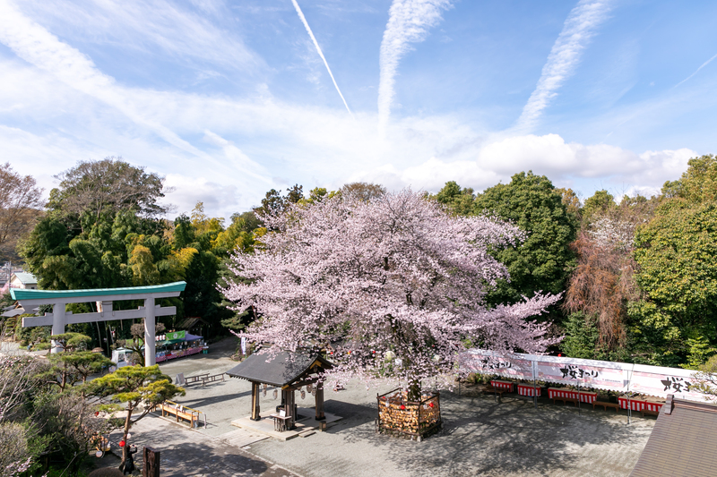 「関東のいずもさん」で楽しむ花見「南はだの村 桜まつり」ライトアップ＆よさこいの奉納も