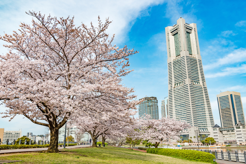 【2026横浜市】いよいよ見頃！「駅から徒歩5分以内」の桜の名所5選　絶景を駅近くで満喫