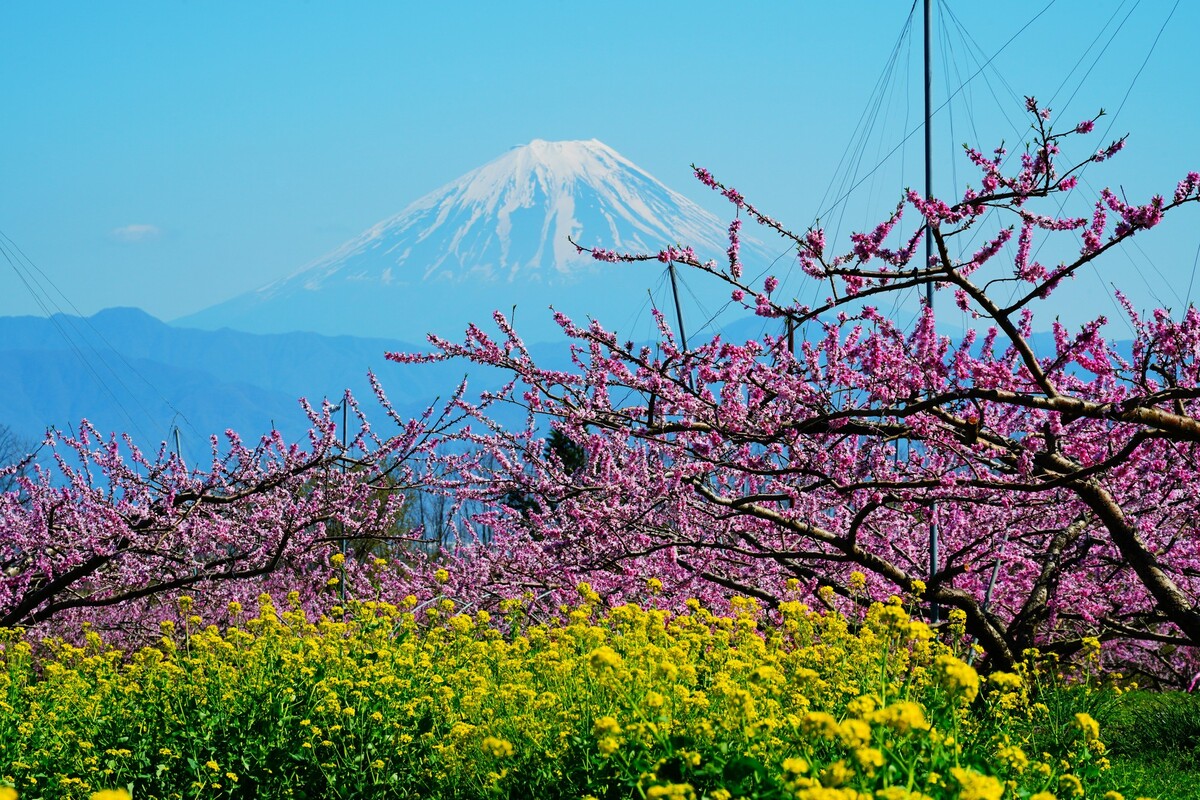 桃源郷の桃の木 2026】まさに桃源郷！全国の「桃の花」名所14選 名産地で絶景ドライブ