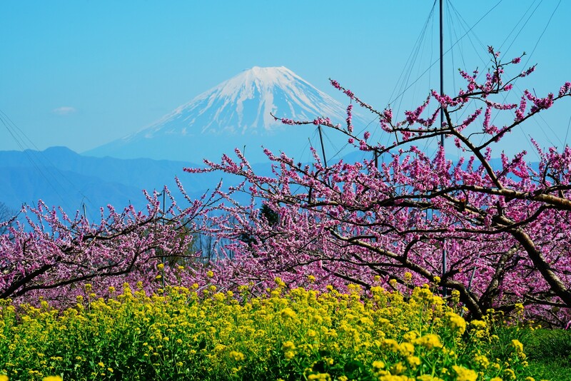【全国】心安らぐ春の桃源郷へ！「桃の花」の名所13選　産地だけの絶景ドライブ＆イベント満喫