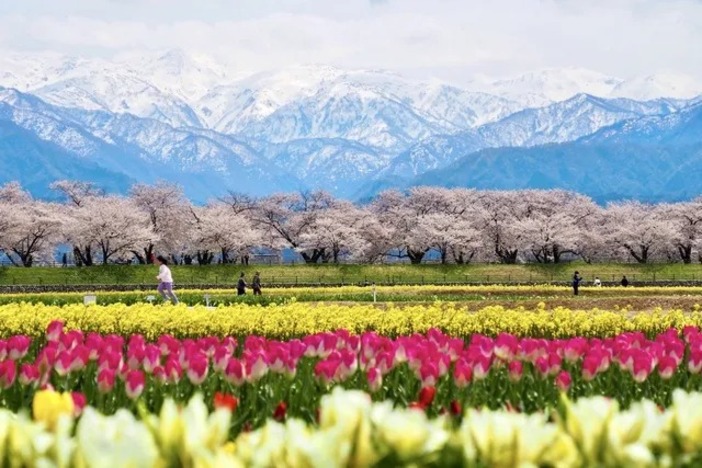 2026】春爛漫！桜とチューリップが競演する絶景スポット9選 今しか見