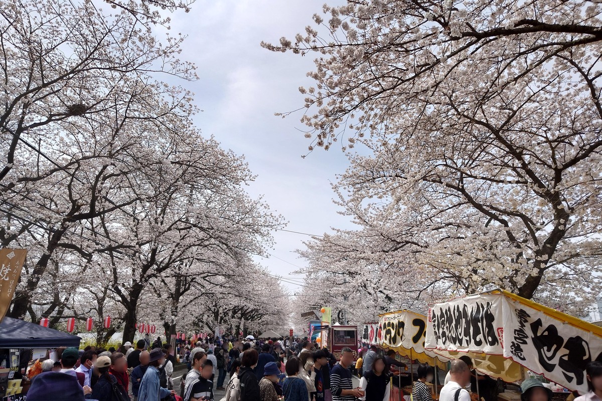 第33回清久さくらまつり（2026年） | 約400本の桜並木とお祭りを楽し