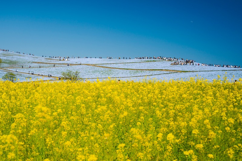 【2026関東】青✕黄の絶景も！ネモフィラ＆菜の花畑が見頃の名所3選