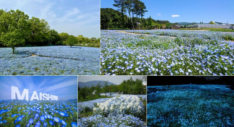 【2026】関西のネモフィラ絶景・名所9選｜親子で日帰り！入場無料＆イベント情報も！