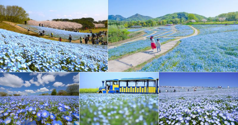 【全国】いよいよ見頃！ネモフィラの名所＆まつり情報14選｜GWまで楽しめるおすすめスポット