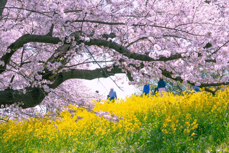 【2026埼玉】まだ間に合う！「駅から徒歩5分以内」の桜並木3選　圧巻の桜トンネルを駅近くで満喫