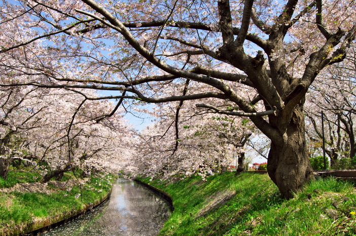 【2026千葉】まだ間に合う！「駅から徒歩15分以内」の桜並木3選　圧巻の桜トンネルを駅近くで満喫