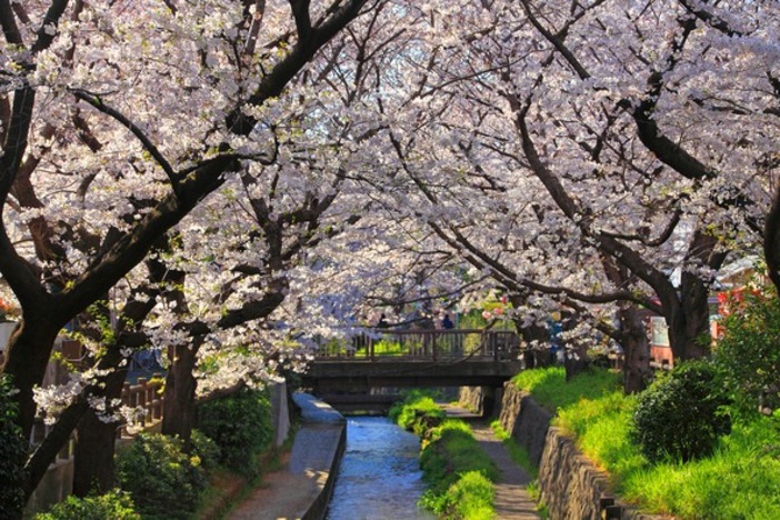 【2026神奈川】まだ間に合う！「駅から徒歩15分以内」の桜並木4選　圧巻の桜トンネルを駅近くで満喫