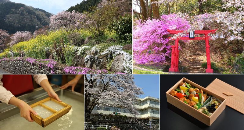 【2026】春の秋川渓谷でやりたい10のこと・親子おでかけガイド｜桜の穴場・人気の日帰り温泉も！