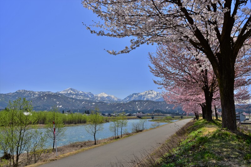 約2kmの桜並木を歩こう！新潟県魚沼市「魚野川桜づつみ」釣り・霧氷も満喫できる