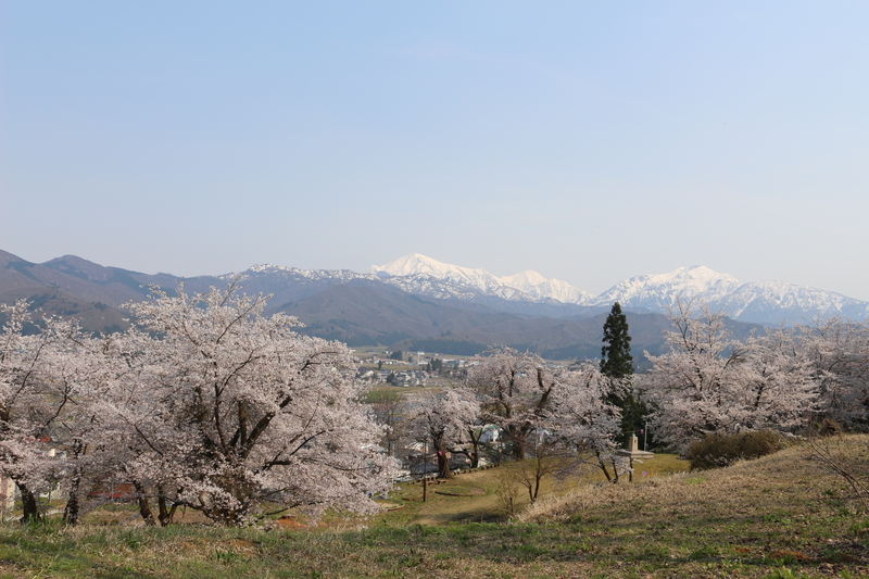 桜・カタクリ・越後三山の絶景も！新潟県魚沼市「小出公園」で四季の自然を家族で満喫しよう