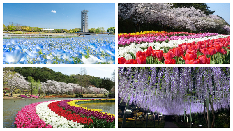 花と温泉に心ほころぶ春旅へ！静岡・浜松「浜名湖花フェスタ2026」開催情報<br/>