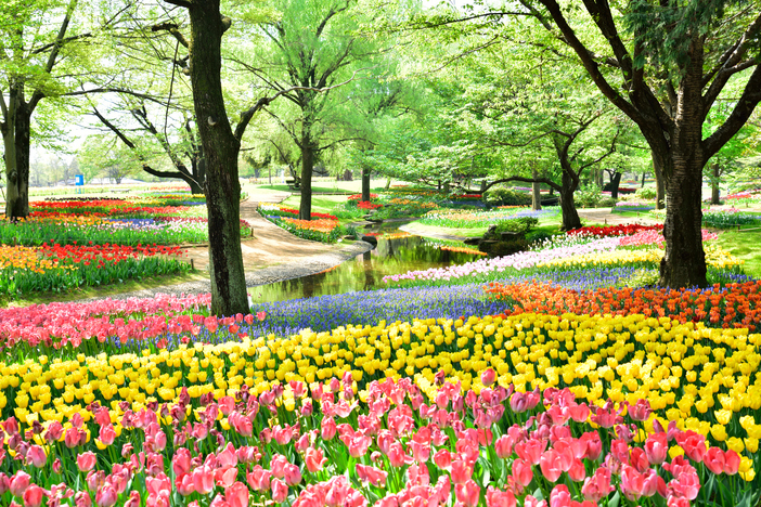 【2026最新】今が見頃！関東のチューリップ畑21選　春の絶景名所と穴場＆イベントも紹介