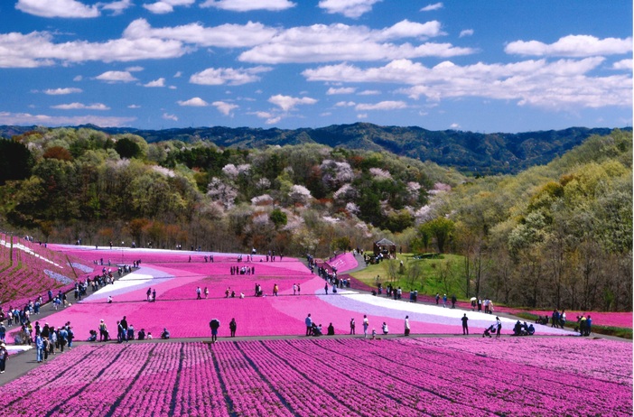 2026最新】まるで花の絨毯！関東近郊の芝桜名所6選 親子で見たい春の