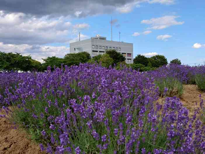 久喜市 あやめ・ラベンダーのブルーフェスティバル