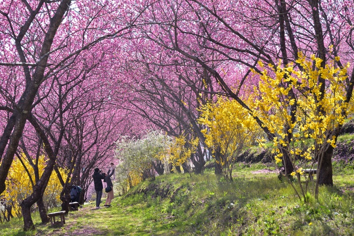 【2026】まさに桃源郷！桃の花（花桃・実桃）の名所11選　東京から日帰りドライブ満喫＆まつり情報も