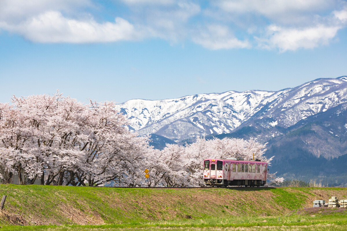 2026】東北の自治体・観光協会担当者の「推し桜スポット」19選 今が