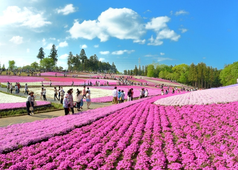 マナテック　10個　芝桜 マナテック 10個 芝桜様専用 | 健康食品 芝桜様専用マナテック 芝
