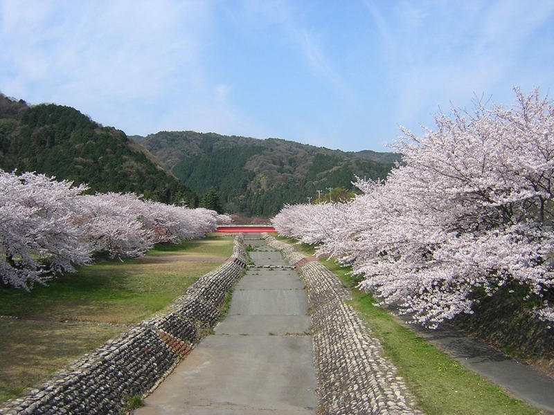 【岐阜・海津】羽根谷だんだん公園の桜開花情報（2026/4/6更新）