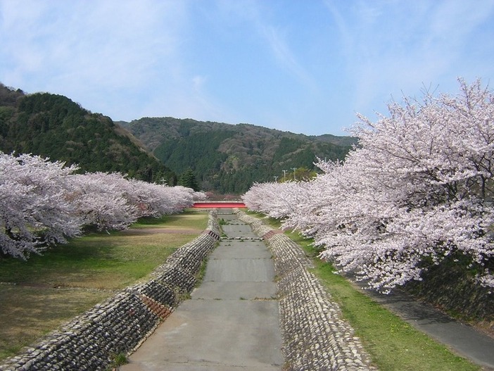 【岐阜・海津】羽根谷だんだん公園の桜開花情報（2026/4/6更新）