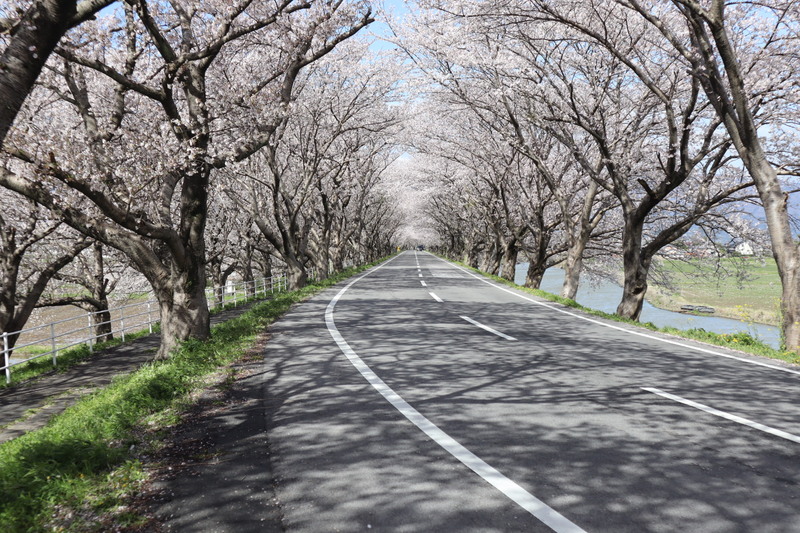 【2026】大榑川堤の桜並木 開花情報（2026年4月6日更新）