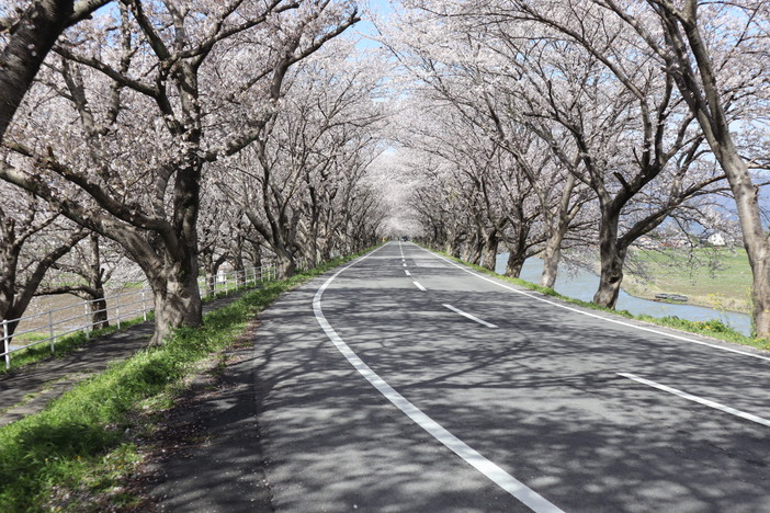 【2026】大榑川堤の桜並木 開花情報（2026年4月6日更新）