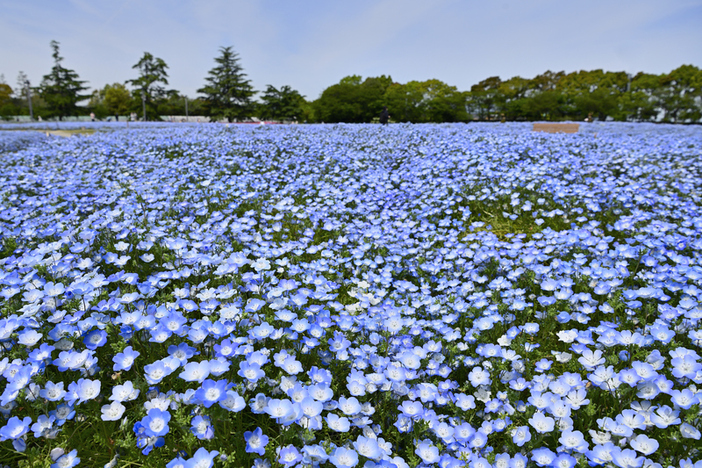 【2026最新】いよいよ見頃！東海の絶景ネモフィラ花畑10選　穴場・イベント・GWに楽しめるスポットも