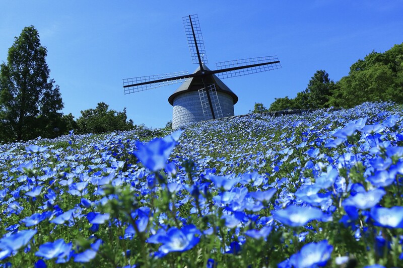 【2026最新】四国・中国のネモフィラ名所7選　イベントも開催＆GWに楽しめるスポット多数