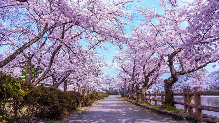 平川さくらまつり（2026年）