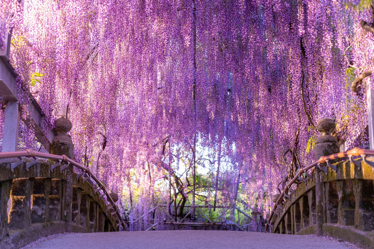 新品　山藤　花台 2026福岡】いよいよ見頃！まるで降り注ぐお花のカーテン「藤の花名所