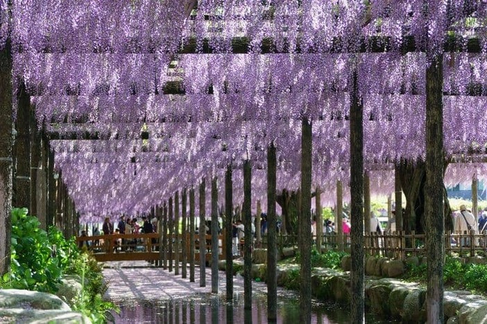 【2026愛知】風にそよぐお花のカーテン！いよいよ見頃「藤の花名所」5選 藤まつり＆ライトアップ情報も