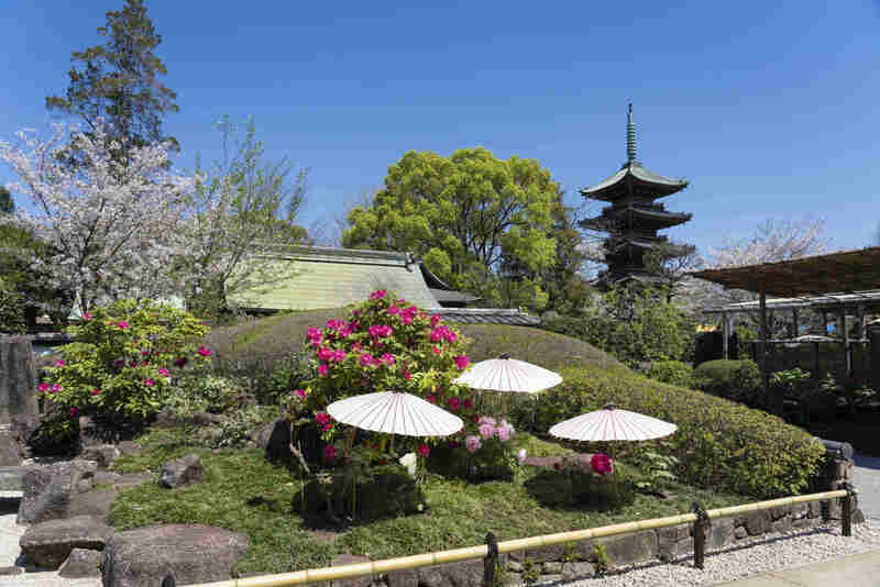 豪華絢爛な春のぼたんを観賞しよう！江戸風情感じる「上野東照宮 春のぼたん祭」