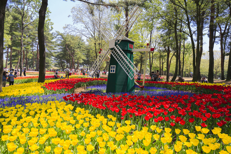 【2026関東】まだ間に合う！「50品種以上が咲き競う」チューリップ畑5選 最大約320品種も！