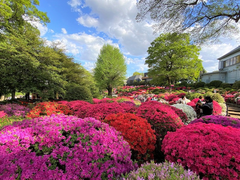 【2026最新】まもなく見頃！東京の絶景つつじ名所＆穴場6選！見どころ・イベント紹介