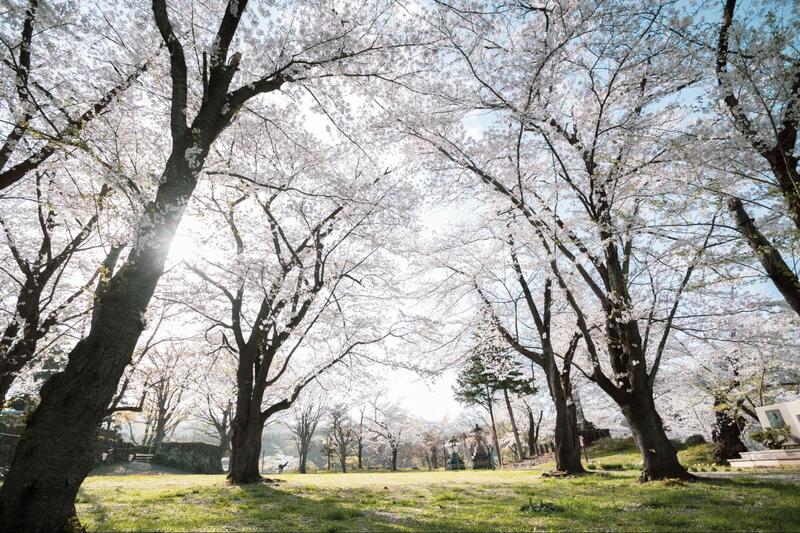 【長野・飯山】2026飯山城址公園の桜開花情報（2026/4/14更新）
