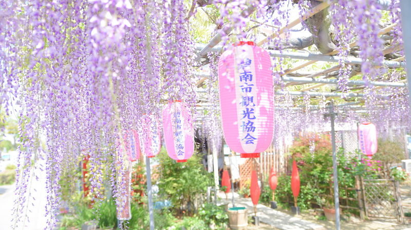 【2026】まさに紫のカーテン！愛知・碧南「広藤園 藤まつり」樹齢200年の名木を親子で愛でる