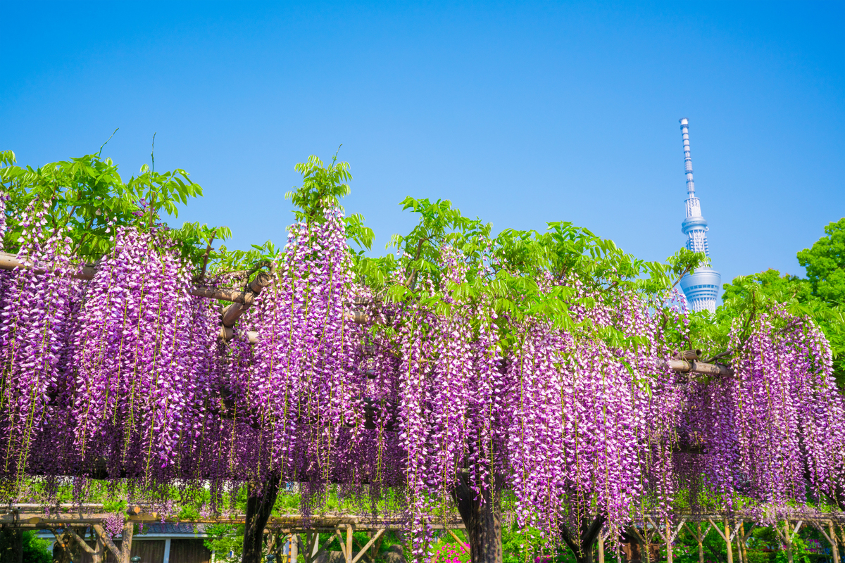 東京 藤 の 花 名所