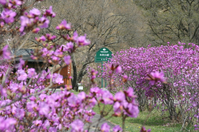 北海道本別町「第68回本別山渓つつじ祭り」1万6000株のツツジと桜が咲き誇る春の祭典