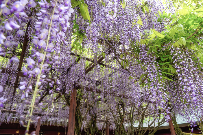 【2026茨城】いよいよ見頃！優雅に揺れるお花のカーテン「藤の花名所」3選 藤まつり情報も