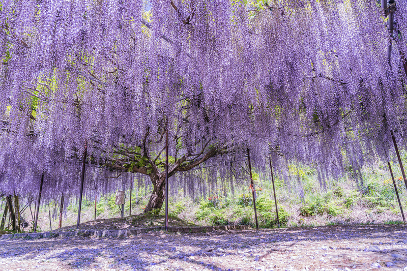 【2026関西】降り注ぐお花のカーテン！いよいよ見頃「藤の花名所」12選 藤まつり＆ライトアップ情報も