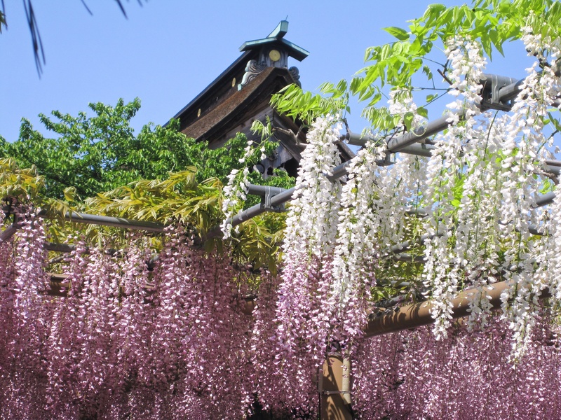 【2026】愛知「こうなん藤まつり」11種の藤が咲く曼陀羅寺公園で伝統と絶品パンを楽しむ17日間