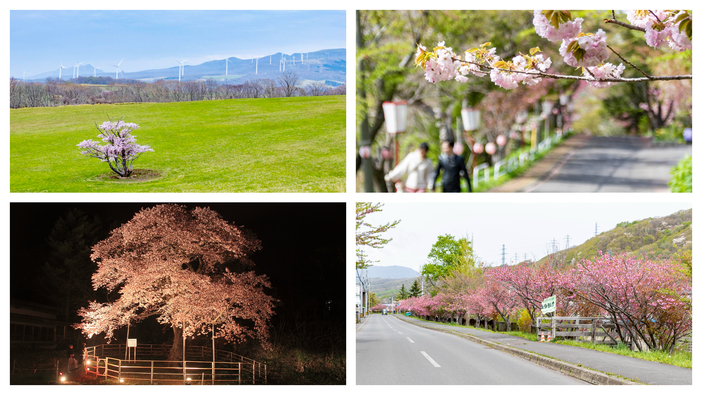 【2026】北海道室蘭市の桜名所4選！樹齢200年超の大桜から1.5kmの桜並木まで春の絶景めぐり