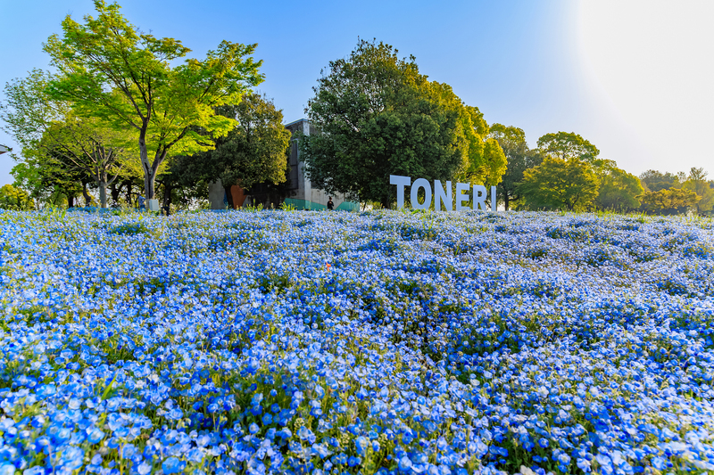 【2026最新】東京のネモフィラ絶景名所・穴場3選　すべて駅近＆子供無料！イベントも話題