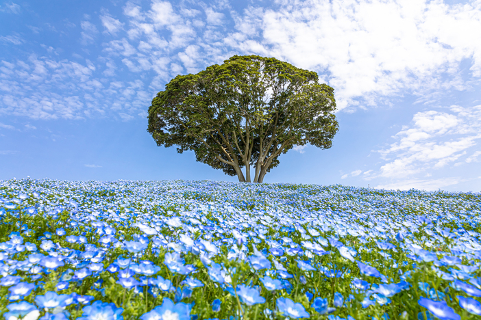 【2026最新】いよいよ見頃！千葉県の絶景ネモフィラ畑4選　東京から日帰りOK＆ドライブにもおすすめ