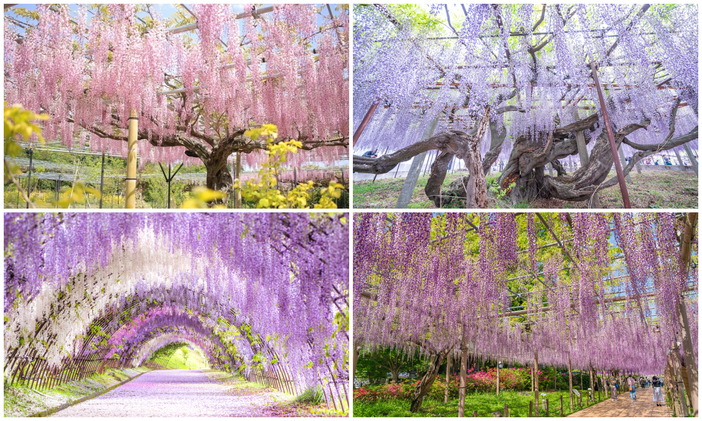 【2026全国】降り注ぐお花のカーテン！いよいよ見頃「藤の花名所」44選 藤まつり＆ライトアップ情報も