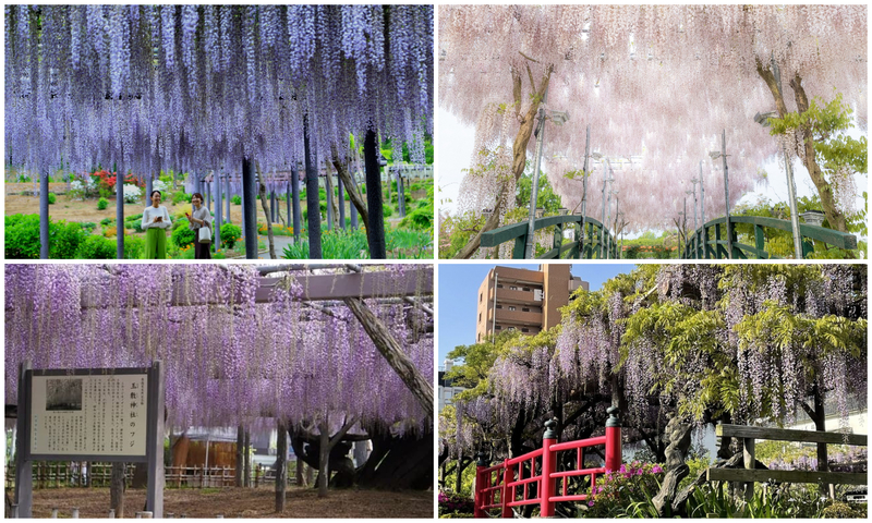 【2026最新】関東の「藤まつり」8選！風にそよぐお花のカーテン＆圧巻藤棚＆グルメ満喫
