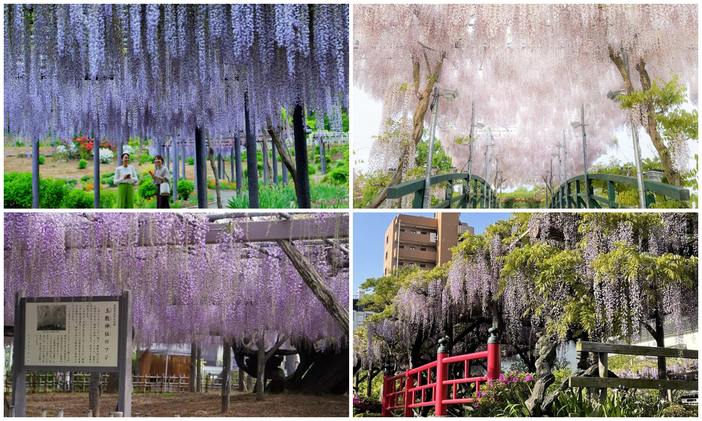 【2026最新】関東の「藤まつり」8選！風にそよぐお花のカーテン＆圧巻藤棚＆グルメ満喫